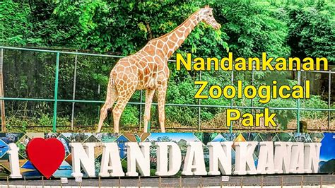 Nandankanan Zoological Park L Bhubaneswar Nandankanan Youtube
