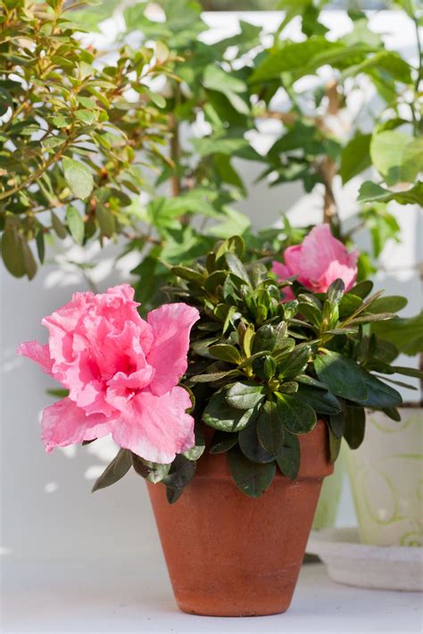 How To Care For A Beautiful Indoor Azalea Tree