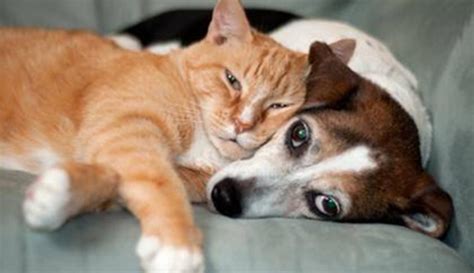 Persahabatan Sejati Anjing Dan Kucing Bikin Kamu Gemas - Fashion Fimela.com