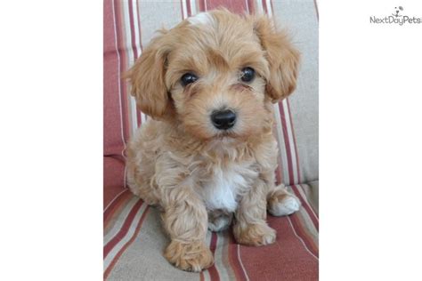 She is 3 months 4 days, has all her there shots, pure breed maltese, will weight about 7.2 pounds to 8.4pounds. Meet Hubert5 a cute Malti Poo Beautiful Maltipoo from ...
