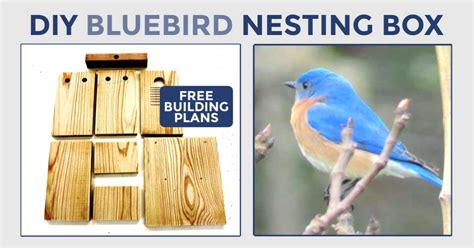 Make A Bluebird Nesting Box Free Plans Empress Of Dirt