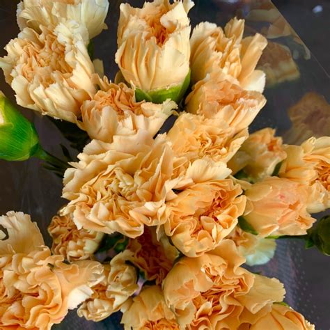 Minami Carnations Florabundance Wholesale Flowers