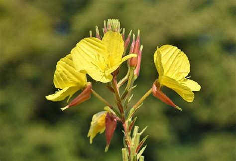 Evening primrose oil is a powerful natural remedy that is extracted from the seeds of the evening primrose plant. Khasiat Evening Primrose Oil untuk Mengobati Jerawat ...