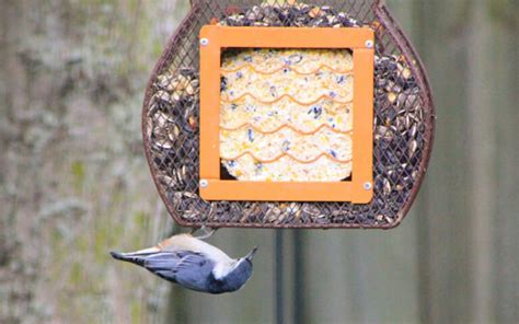 In Dnr Shares How To Keep Your Backyard Birds Healthy