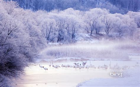 Free Download Hd Wallpaper Snow Red Crowned Crane 2013 Bing Theme