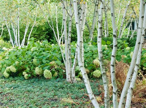 Birch Trees Planting And Caring For Birches Garden Design