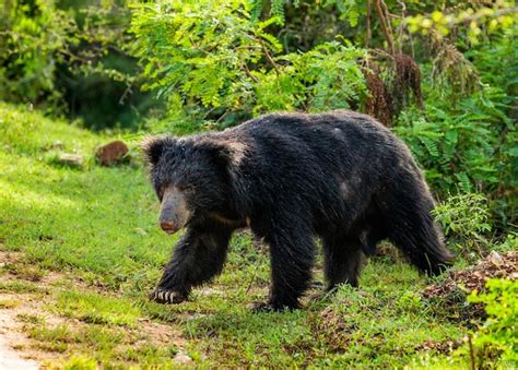 O Urso Pregui A Do Sri Lanka Melursus Ursinus Inornatus Est Caminhando