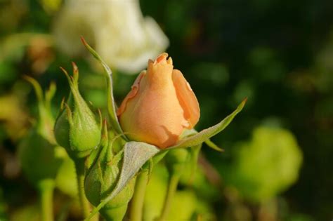 Premium Photo Close Up Of Rose Bud