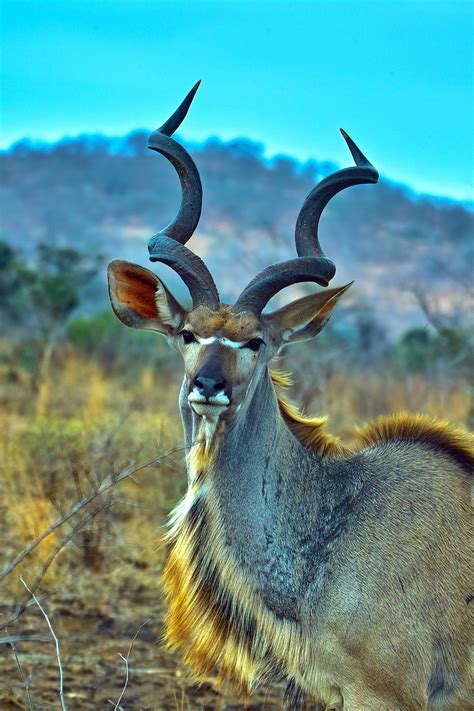 Greater Kudu Bull Africa Wild Animals Pictures Animals Nature Animals