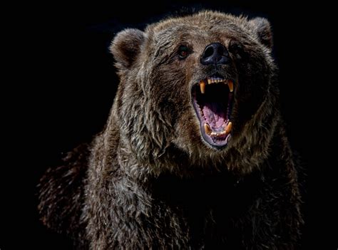 Grizzly Attack Survivor Shares Secrets On How To Survive Bear Attacks