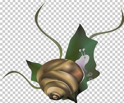 Download High Quality Snail Clipart Caracol Transparent Png Images