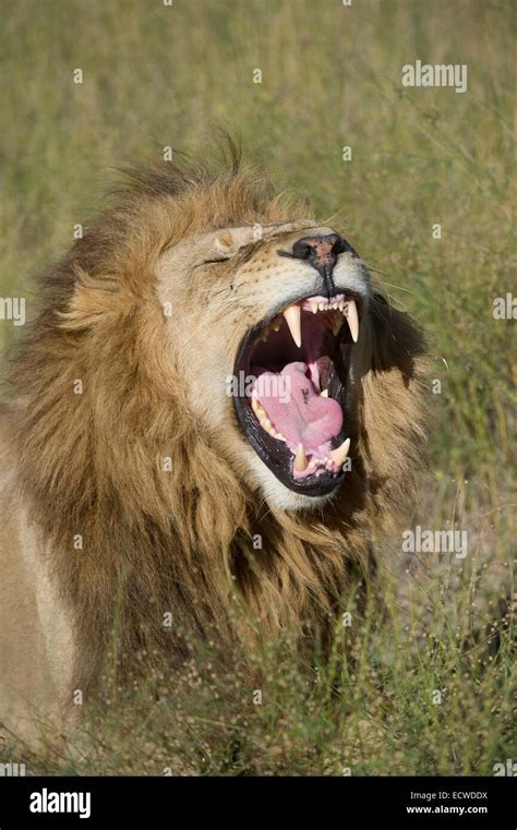 Maned Lion Stock Photo Alamy