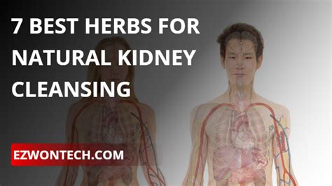7 Best Herbs For Natural Kidney Cleansing