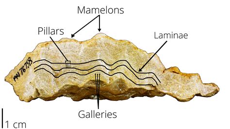 Stromatoporoid Or Stromatolite Fossil Id The Fossil Forum