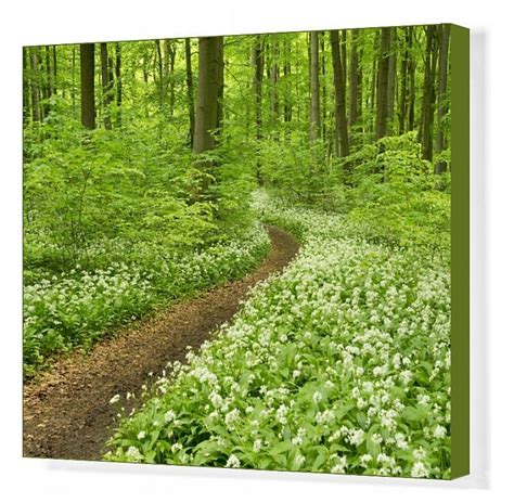 Prints Of Path In A Spring Forest Flowering Wild Garlic Or Ramsons