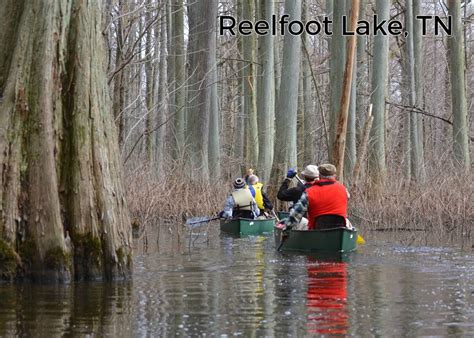 Reelfoot Lake Swamp Paddle Events Bluff City Canoe Club