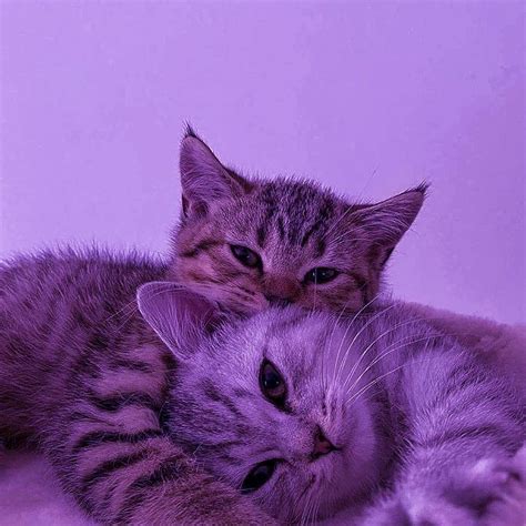 Kittens Cutest Cats And Kittens Kitten Love Cat Love Gatos Cool
