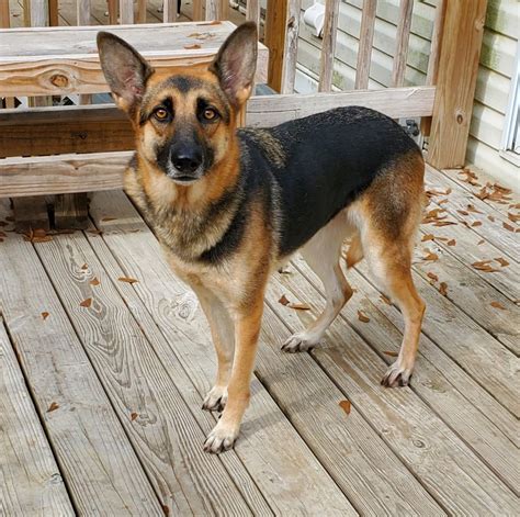 Available Dogs Carolina German Shepherd Rescue