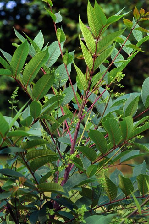 A Closer Look At Poison Sumac — In Defense Of Plants