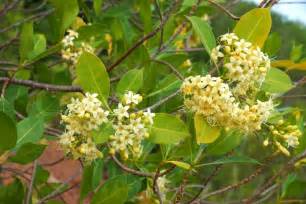 Wonderfully fragrant flowers in early summer with most citrus species are cold hardy only in southern florida and california, but they make excellent and. Fragrant yellow flowers (Fragraea ... | Stock Photo ...