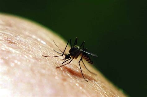 Diy pest control means you won't be hiring a professional pest control service to help you get rid of whichever pests invade your property. Prime Time For Mosquitoes Is Here - Turner Pest Control