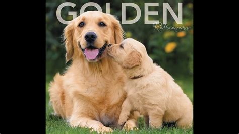 Golden Retriever Funniest And Cute Playing Moment Puppy