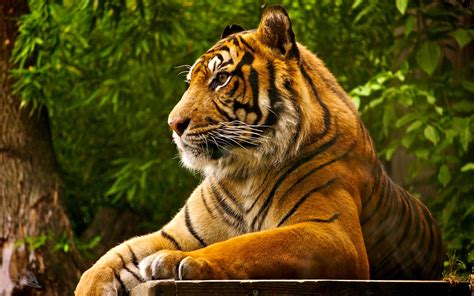 Indian Tiger Wallpapers Top Free Indian Tiger Backgrounds