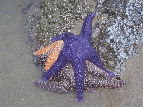 Purple Starfish By Angi Parks