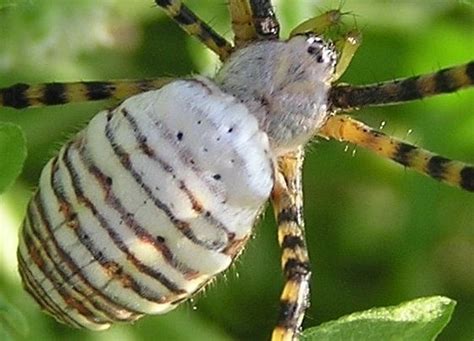 The orb spider is a very common insect in gardens, homesteads, forests and fields. Garden Spider Facts: All You Need To Know About The Spider ...