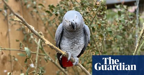 Swearing Parrots Separated After Telling Folk Where To Go Birds The