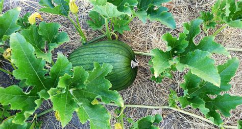 In this part of the site, you can identify trees, shrubs or perennials by the shape or color of their leaves. How to Get Rid of Squash Bugs Naturally & Permanently
