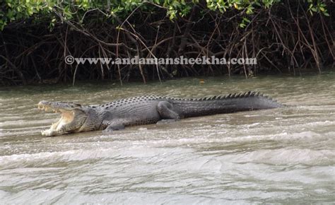 Salt Water Crocodile Population Census In Andaman And Nicobar Islands