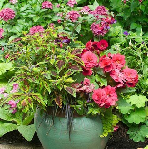 Container Plants For Shade · Cozy Little House