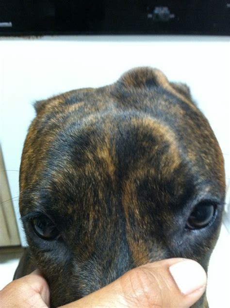 Lump On My 1 Year Old Female Boxers Head Boxer Forum Boxer Breed