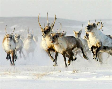 Reindeer And Caribou Raner Tarandus