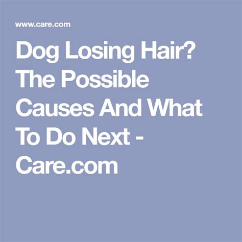 Bald Spots On Dogs How Vets Say To Treat Them Lost Hair Dog Losing