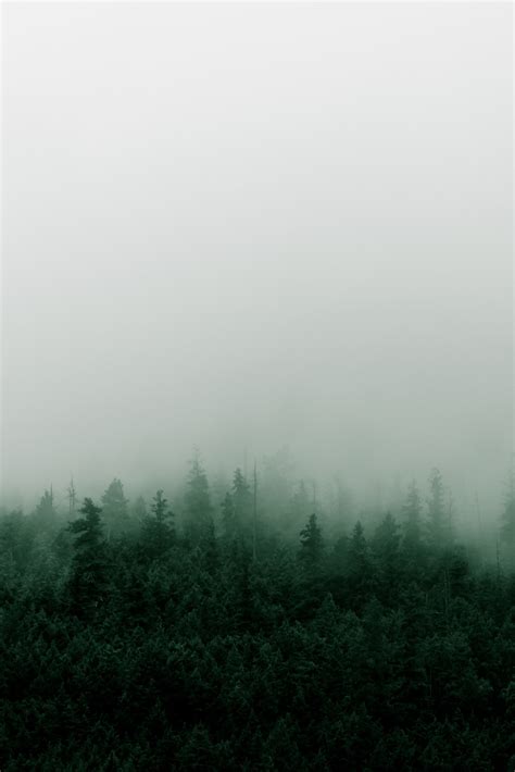 Misty Mountain Forest In The Rain Fog Photography Dark Green