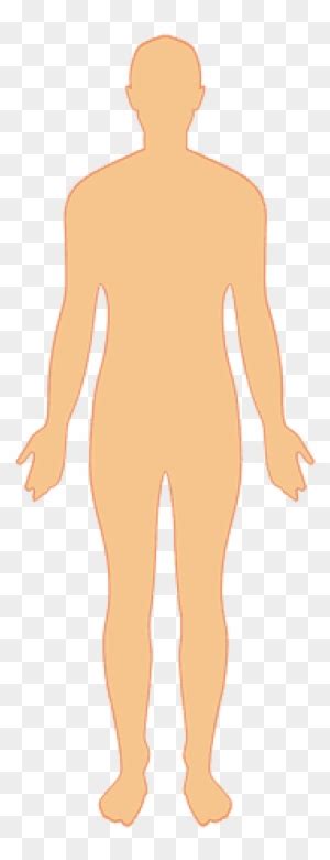 Human Body Clipart Transparent Png Clipart Images Free Download