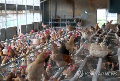 병아리용 계란 낳는 닭에서도 살충제 성분 검출기준치 15배 초과 서울경제