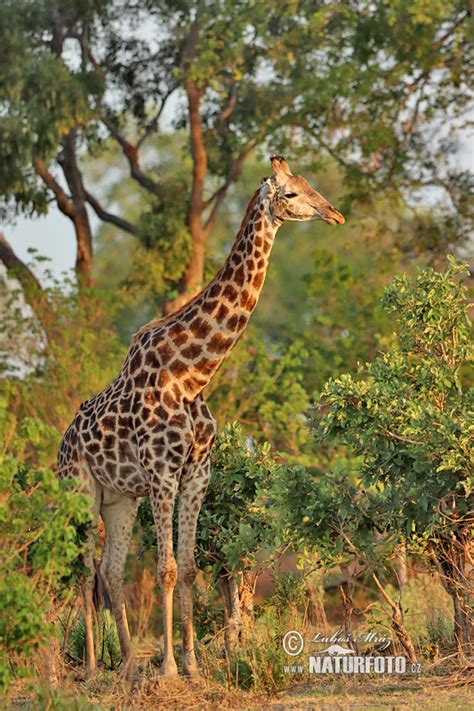 Žirafa Kapská Naturfotocz