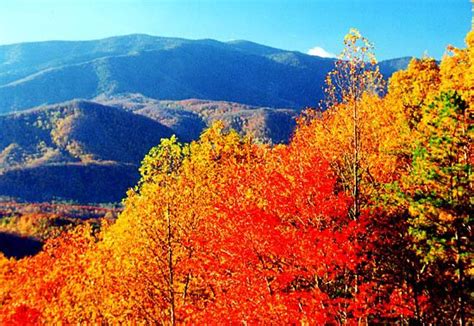 Fall Foliage In The Great Smoky Mountains National Park