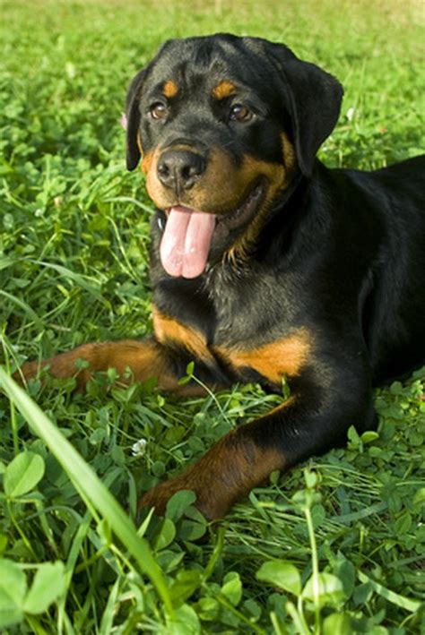 During world war i how to spell rottweiler was also used as liaison officers. How to Get Rid of Dandruff on a Rottweiler | Cuteness