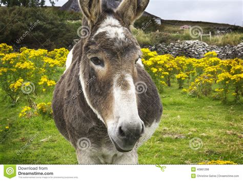 Beguiling Irish Donkey In Green Field With Yellow Flowers