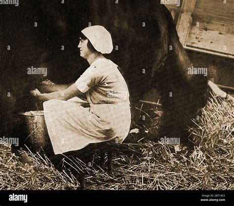 Milkmaid Circa 1945 An English Dairy Worker Still Milking Cows By