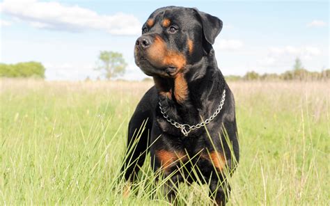 Popular Rottweiler Questions And Answers A Love Of Rottweilers