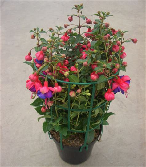 We did not find results for: L'Energia curativa dei fiori: "Fucsia con l'Arcangelo ...
