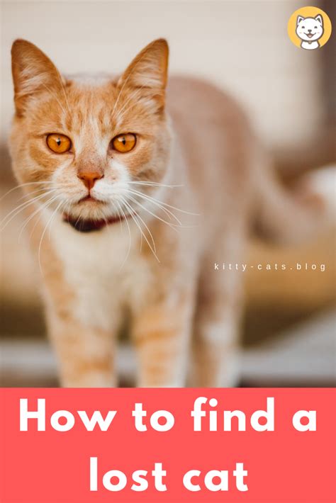 How To Find A Lost Cat A Guide To Reunite With Your
