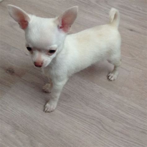 White Chihuahua Puppy For Sale Pets Lovers