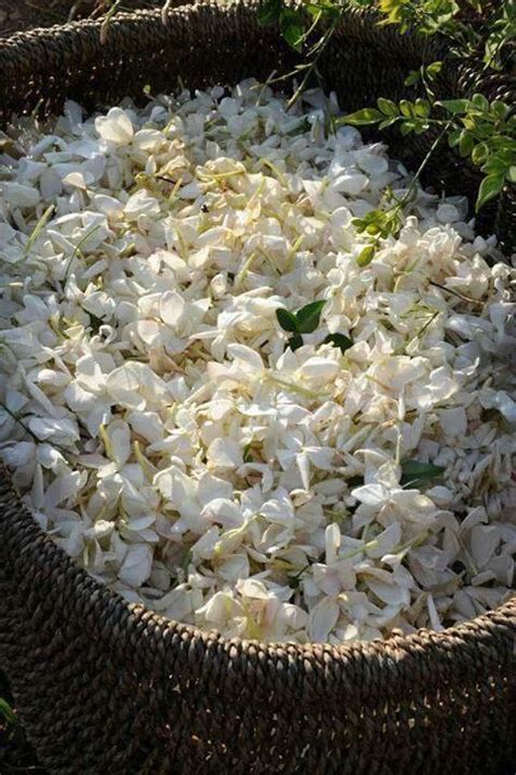 Syrian Jasmine Beauty And Fragrance From The Heart Of Syria