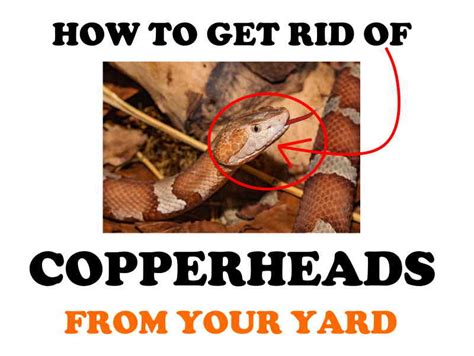 If i trap a snake and want to relocate it elsewhere, how far away do i have to take the snake to ensure that it will not return to my property: How to Get Rid of Copperheads Naturally (Both Yard and ...